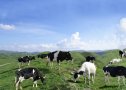 湖南南山——中國第一牧場（國家級風(fēng)景名勝區(qū)） 